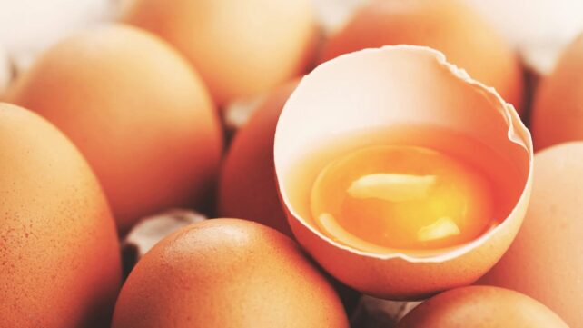 Intoxicação alimentar por Salmonella