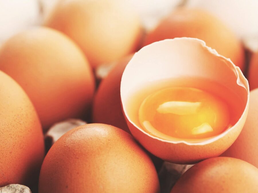 Intoxicação alimentar por Salmonella