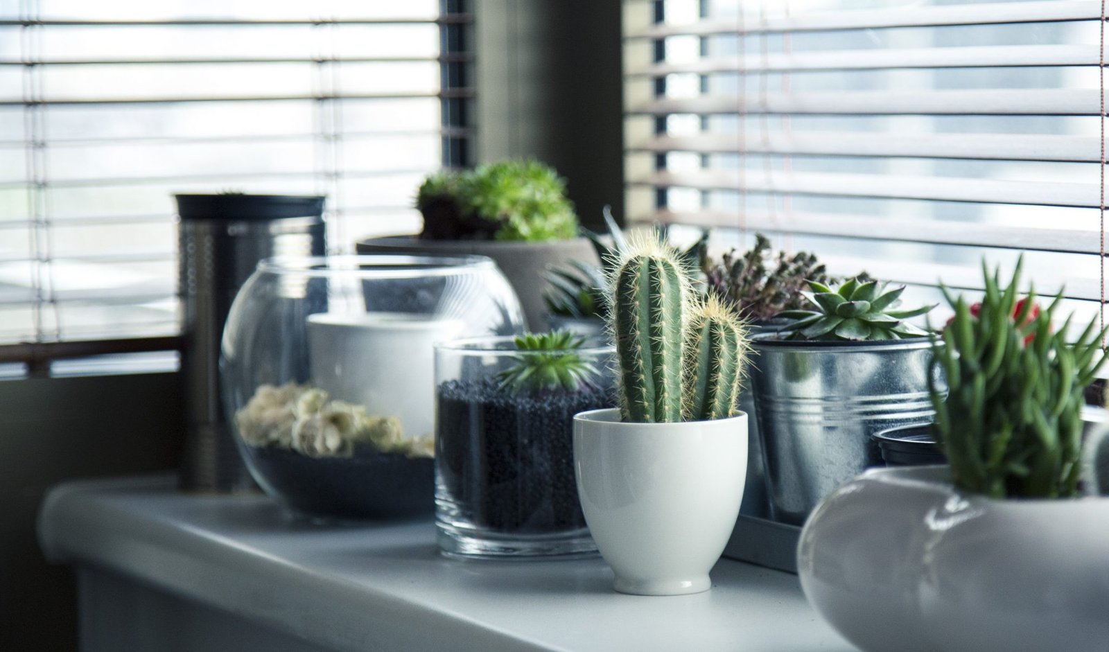 Cactos
