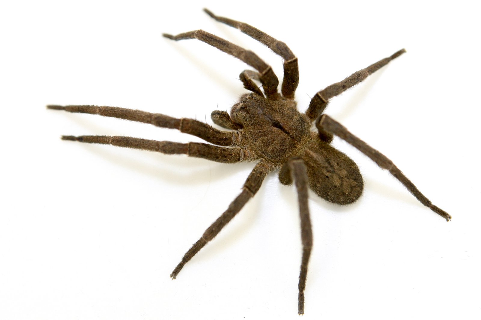 Aranha Armadeira